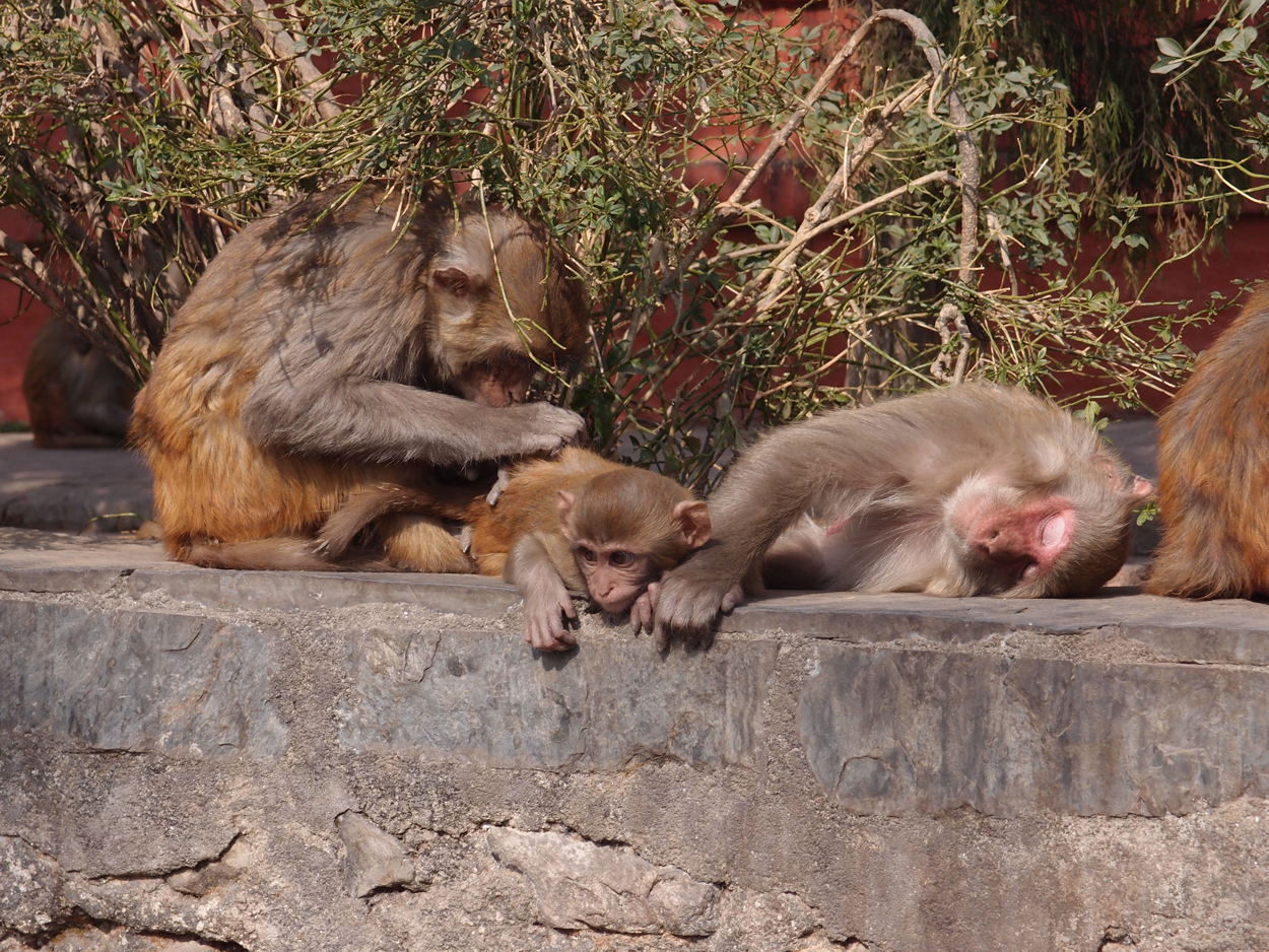 2018-01-14 13 Uhr - Am Tempel (Audio, Foto) 